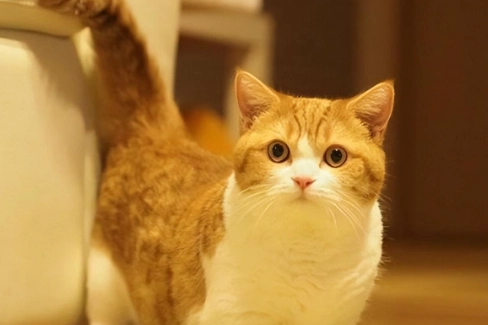 如何延長曼赤肯壽命 如何延長曼赤肯壽命