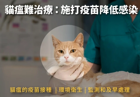 貓瘟症狀 貓瘟症狀