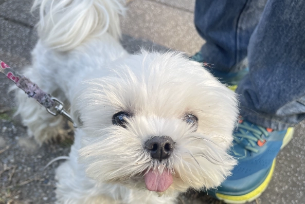 馬爾濟斯飼養 馬爾濟斯飼養