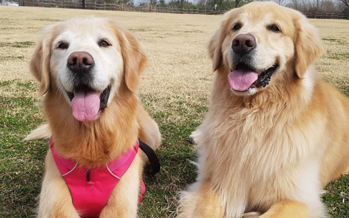 黃金獵犬成長 黃金獵犬成長
