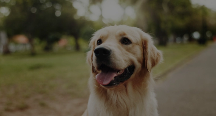 寵物狗預算 寵物狗預算