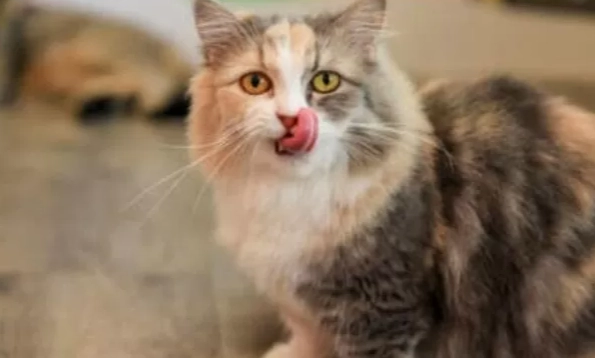 短腿貓顏色 短腿貓顏色