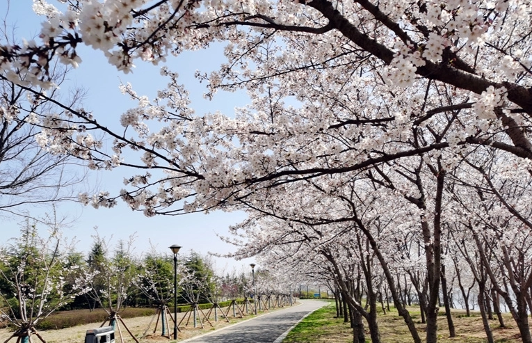 樱花步道推荐 樱花步道推荐