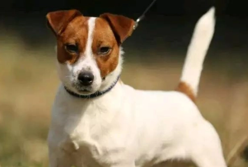 傑克羅素梗犬聰明度 傑克羅素梗犬聰明度