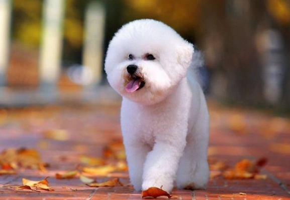 馬爾濟斯比熊混種犬 馬爾濟斯比熊混種犬