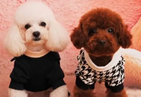 貴賓狗開銷 貴賓狗開銷