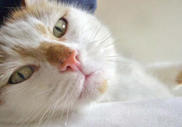 貓流口水原因 貓流口水原因