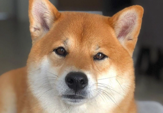 柴犬基因分析 柴犬基因分析