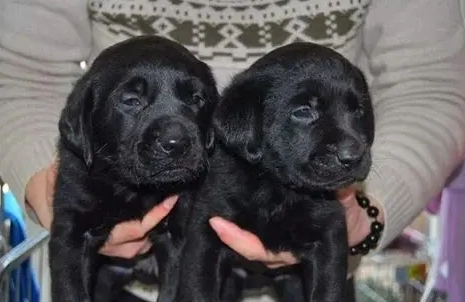 領養拉布拉多犬注意事項 領養拉布拉多犬注意事項