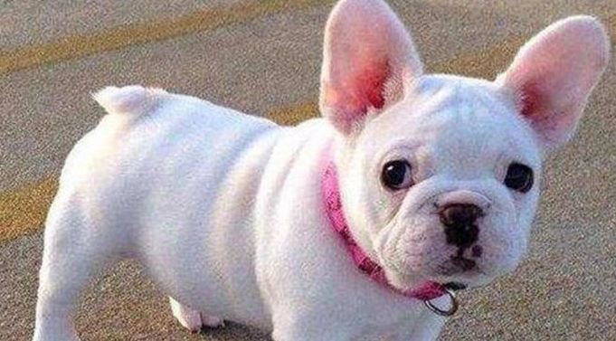 法鬥尾巴健康 法鬥尾巴健康