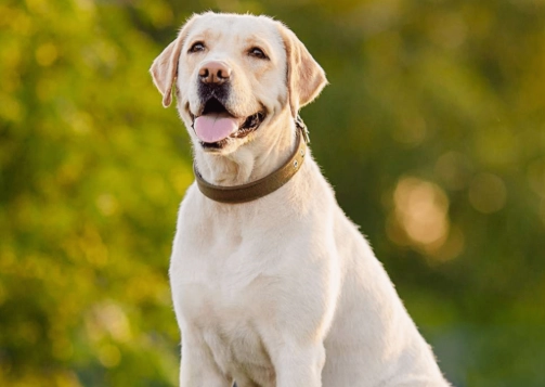 拉布拉多犬性格 拉布拉多犬性格