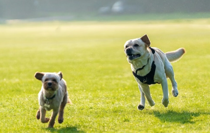 狗狗飼養成本 狗狗飼養成本