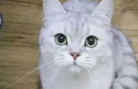 英國短毛貓扁臉 英國短毛貓扁臉