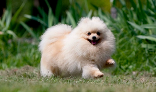 博美犬健康管理 博美犬健康管理