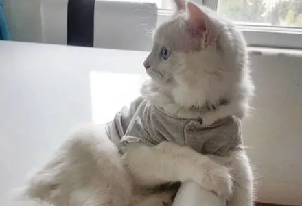 貓咪行為解讀 貓咪行為解讀