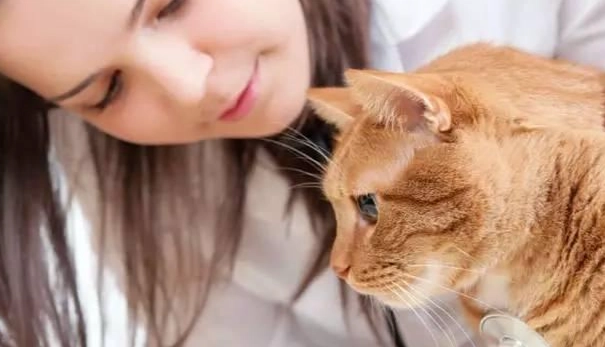 貓瘟人類風險 貓瘟人類風險