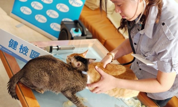 貓瘟人類風險 貓瘟人類風險