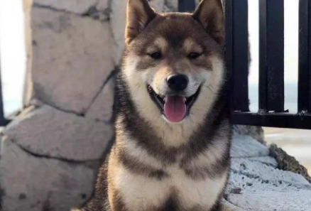 胡麻柴犬價格 胡麻柴犬價格