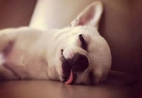 狗狗做夢會叫原因 狗狗做夢會叫原因