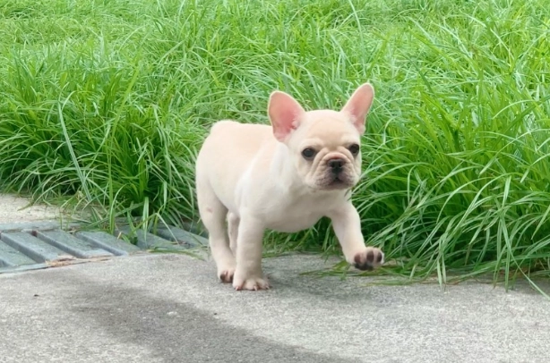 法國鬥牛犬繁殖 法國鬥牛犬繁殖
