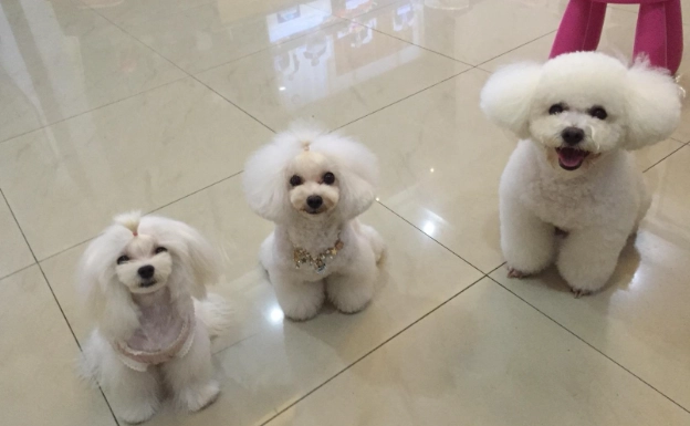 瑪爾濟斯比熊混種 瑪爾濟斯比熊混種