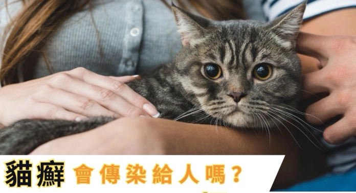 如何預防貓癬傳染 如何預防貓癬傳染