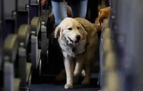 送養狗狗步驟 送養狗狗步驟