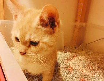 曼赤肯貓照顧 曼赤肯貓照顧