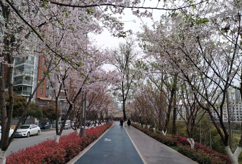 櫻花大道交通 櫻花大道交通