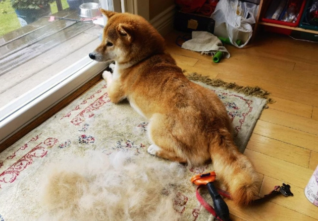 柴犬掉毛護理 柴犬掉毛護理