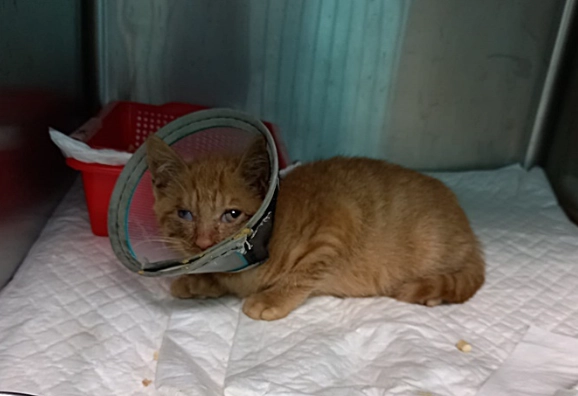 貓瘟醫療費用 貓瘟醫療費用