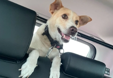 台灣狗狗送養 台灣狗狗送養