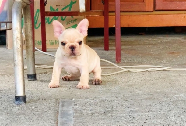 法國鬥牛犬體型標準 法國鬥牛犬體型標準