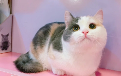 曼赤肯貓照顧 曼赤肯貓照顧