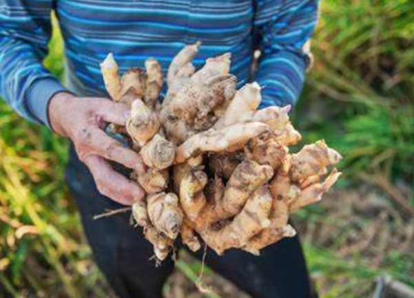 薑麻園旅遊攻略 薑麻園旅遊攻略