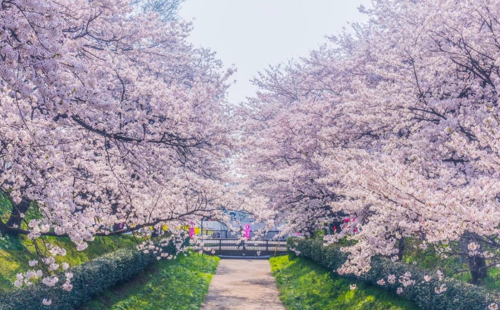 櫻花季旅遊 櫻花季旅遊