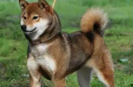 胡麻柴犬特點 胡麻柴犬特點