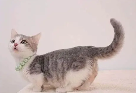 貓咪尾巴豎直意思 貓咪尾巴豎直意思