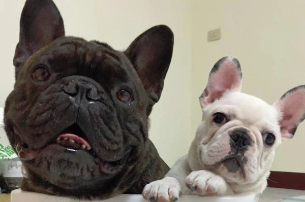 法國鬥牛犬體型標準 法國鬥牛犬體型標準