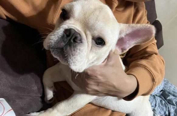 法鬥壽命影響因素 法鬥壽命影響因素