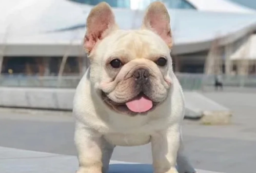 法鬥健康問題 法鬥健康問題