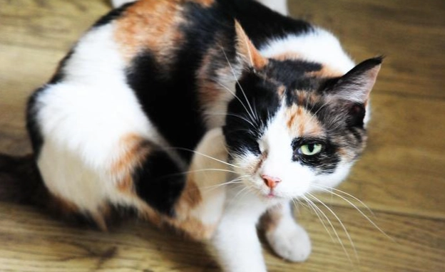 貓尾巴豎直情緒 貓尾巴豎直情緒