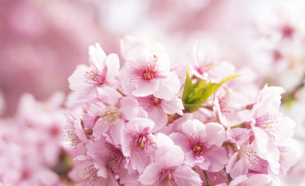 礁溪賞櫻 礁溪賞櫻