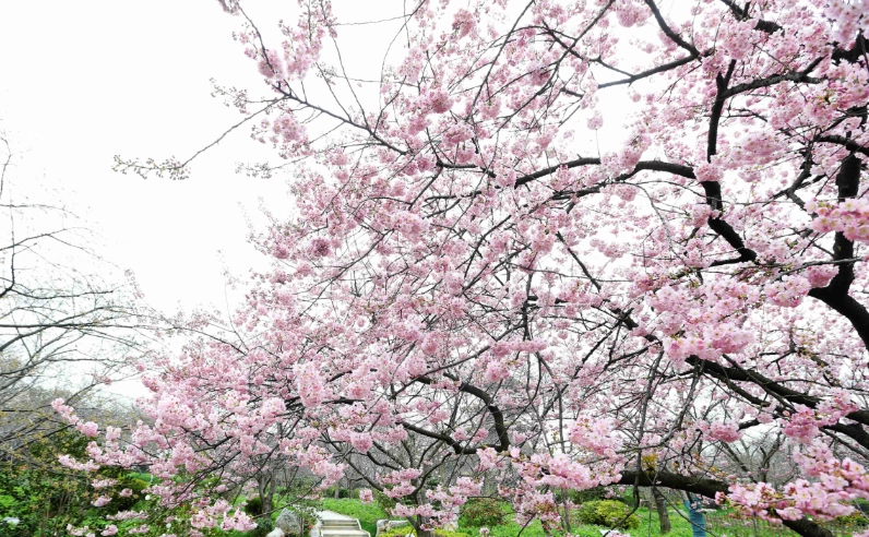 宜蘭賞櫻地點 宜蘭賞櫻地點