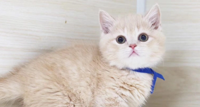 曼赤肯貓毛色 曼赤肯貓毛色