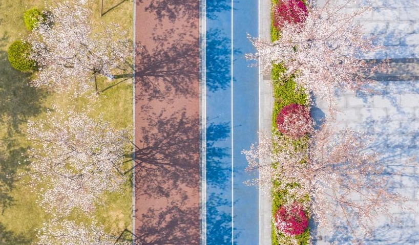 樱花步道推荐 樱花步道推荐