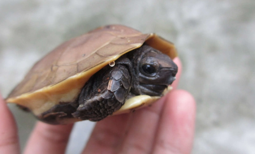 裂紋山烏龜 特徵 裂紋山烏龜 特徵