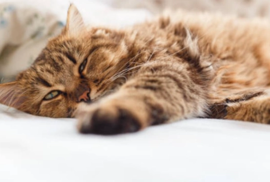 貓瘟症狀 貓瘟症狀