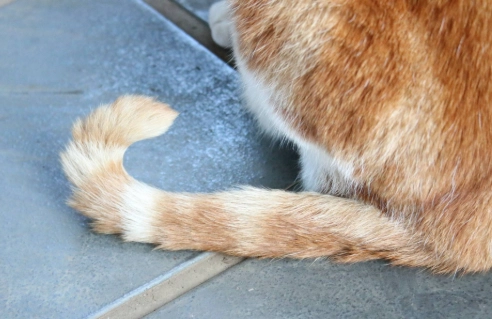 貓咪行為解讀 貓咪行為解讀