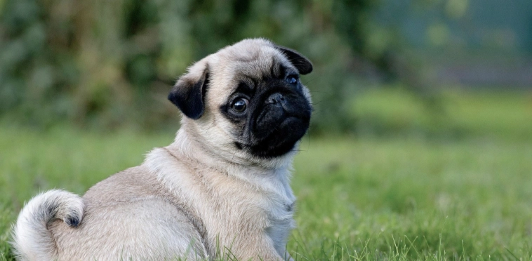 巴哥犬吠叫原因 巴哥犬吠叫原因